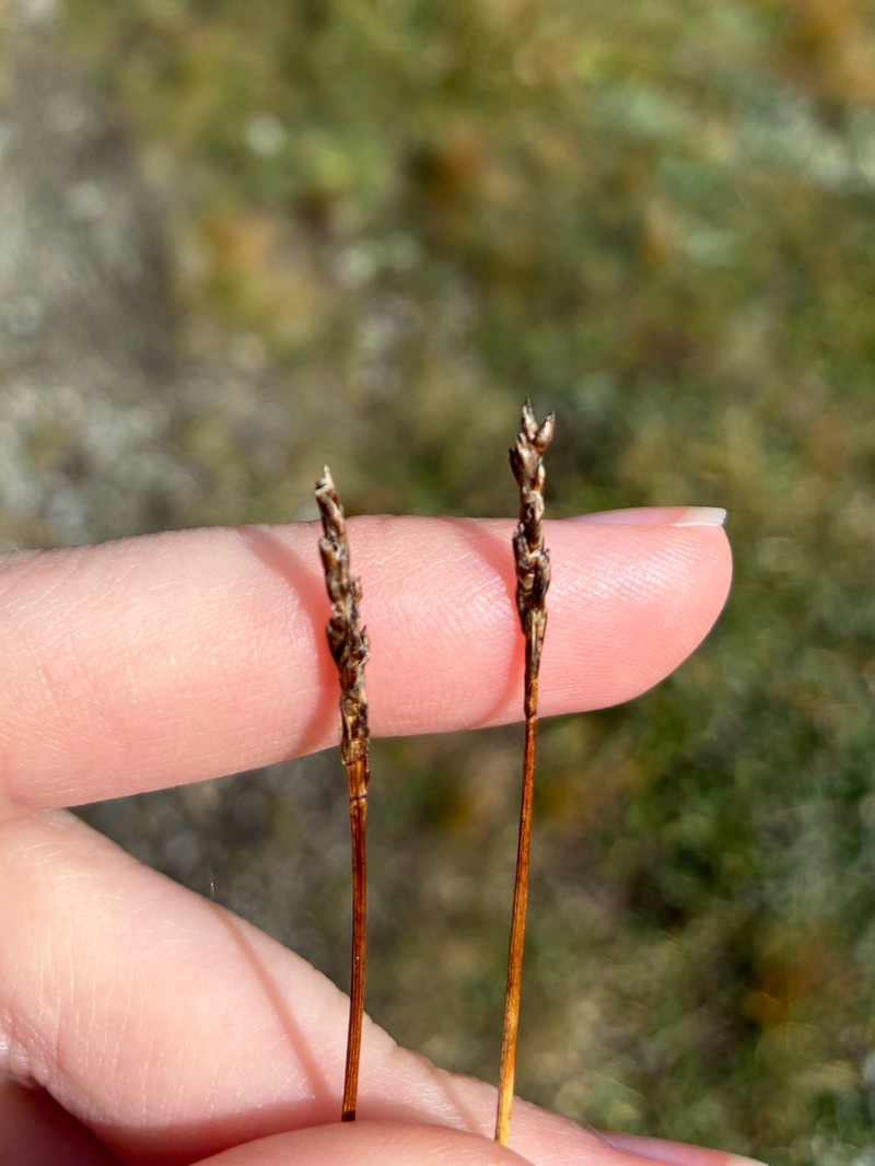 Bellardi Bog Sedge photo 3