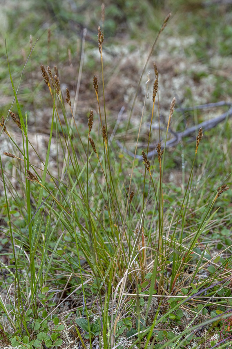 Bellardi Bog Sedge photo 4