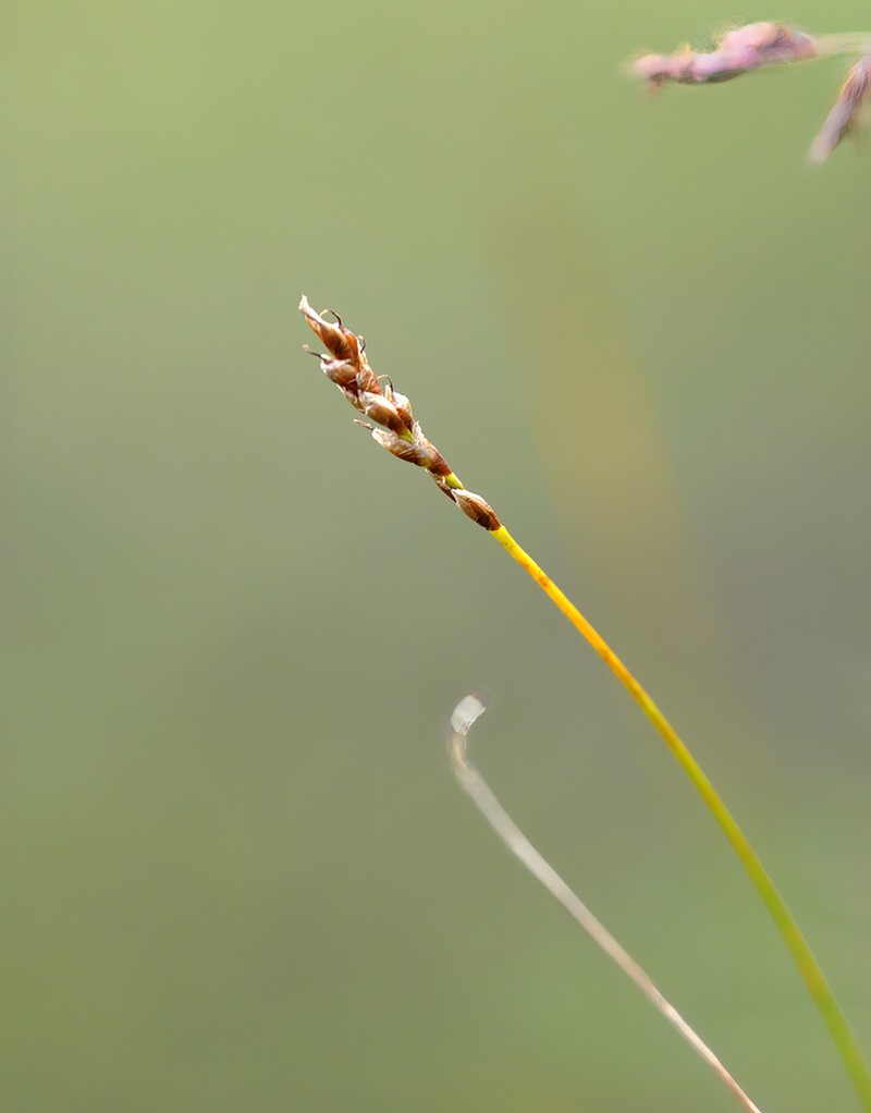 Bellardi Bog Sedge photo 5