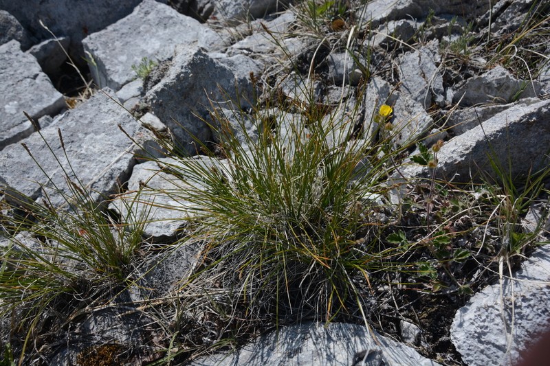 Bellardi Bog Sedge photo 6
