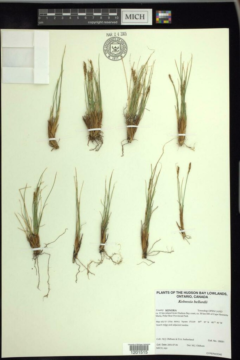 Bellardi Bog Sedge photo 7