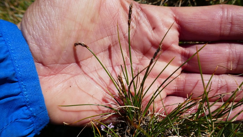 Bellardi Bog Sedge photo 8