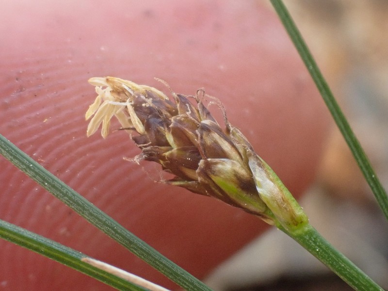 Spike Sedge