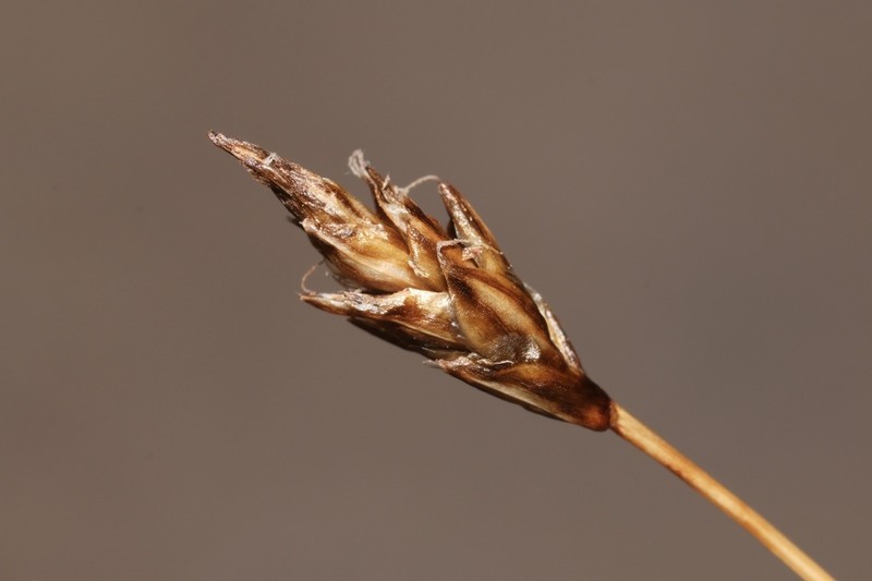 Spike Sedge photo 2