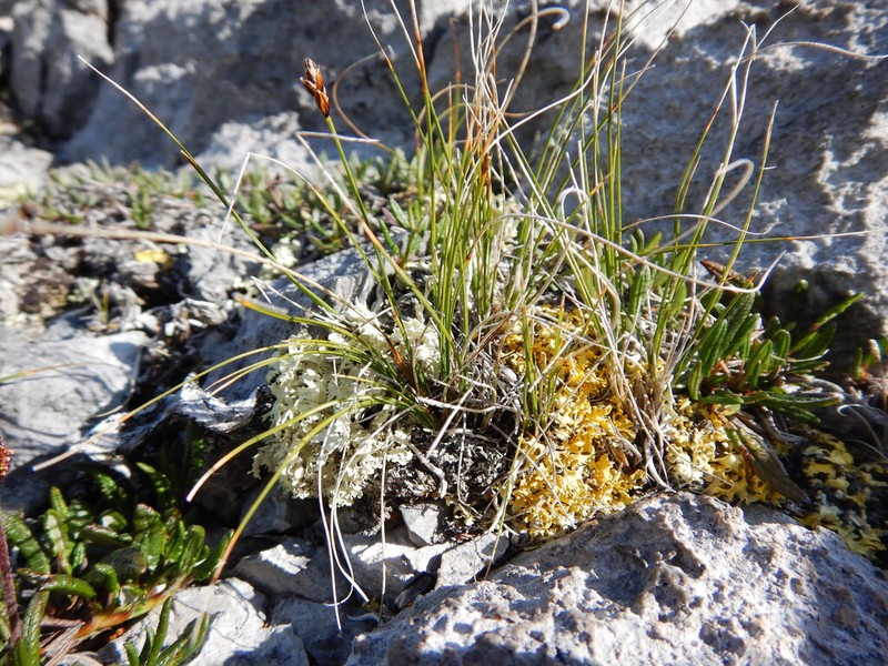 Spike Sedge photo 3