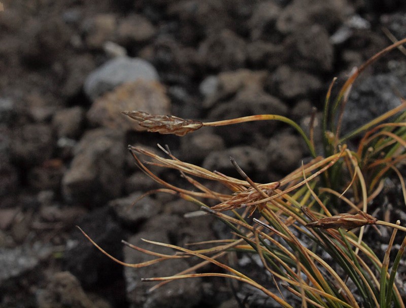 Spike Sedge photo 4