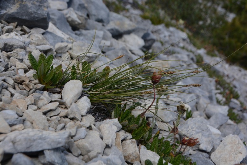 Spike Sedge photo 5