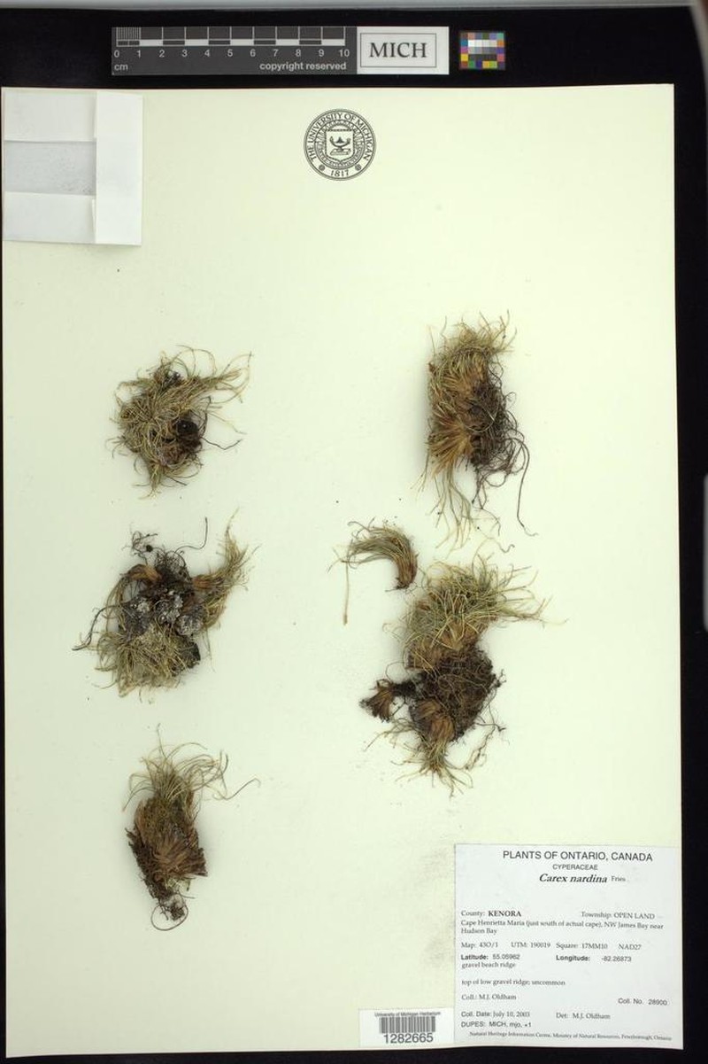 Spike Sedge photo 6