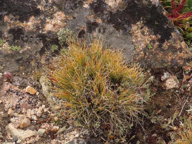 Spike Sedge photo 7