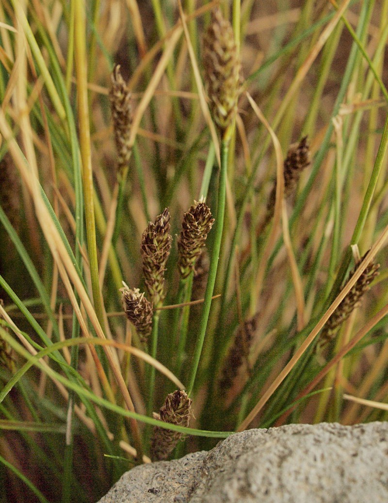Spike Sedge photo 8