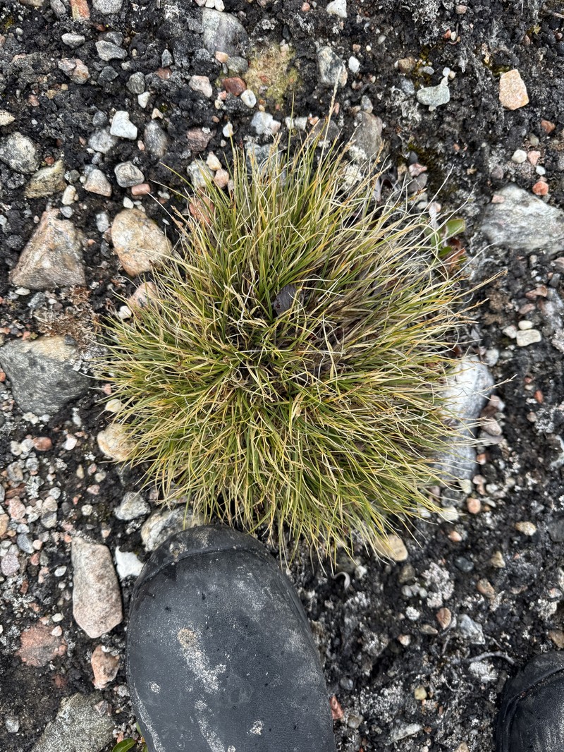 Carex nardina var. hepburnii