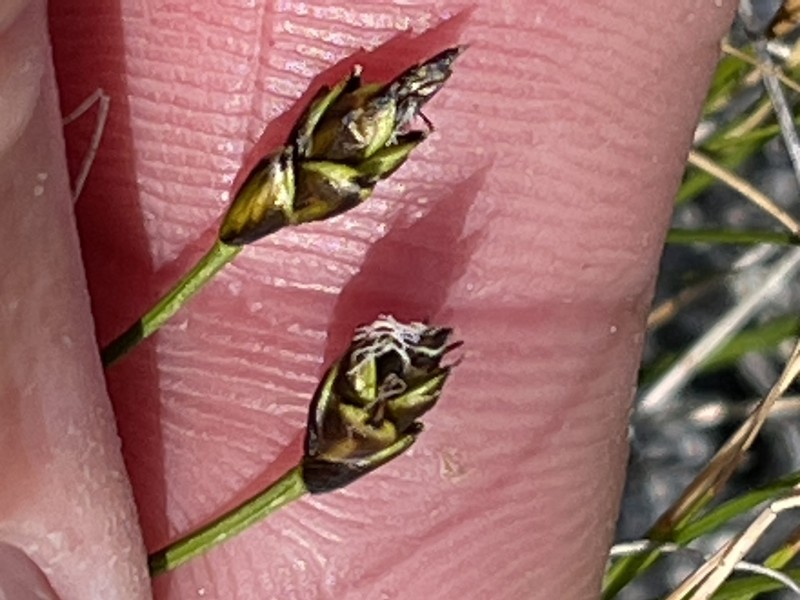 Carex nardina var. hepburnii photo 2