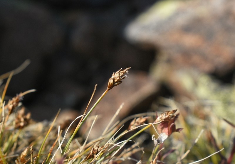 Carex nardina var. hepburnii photo 3