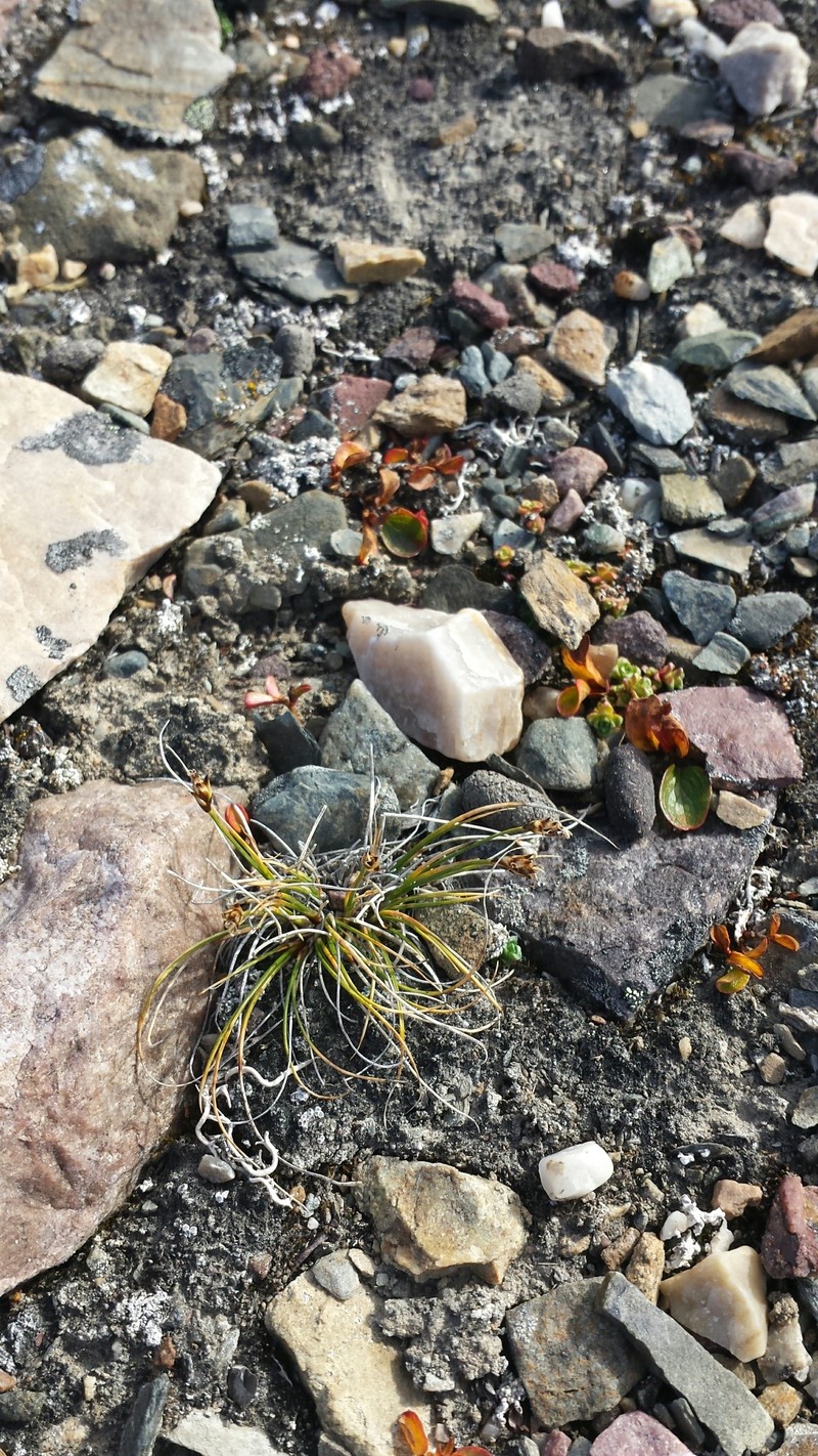 Carex nardina var. hepburnii photo 4