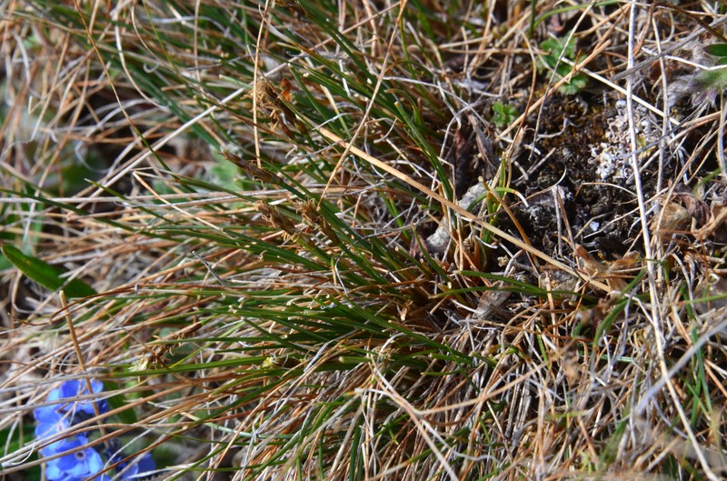 Carex nardina var. hepburnii photo 5