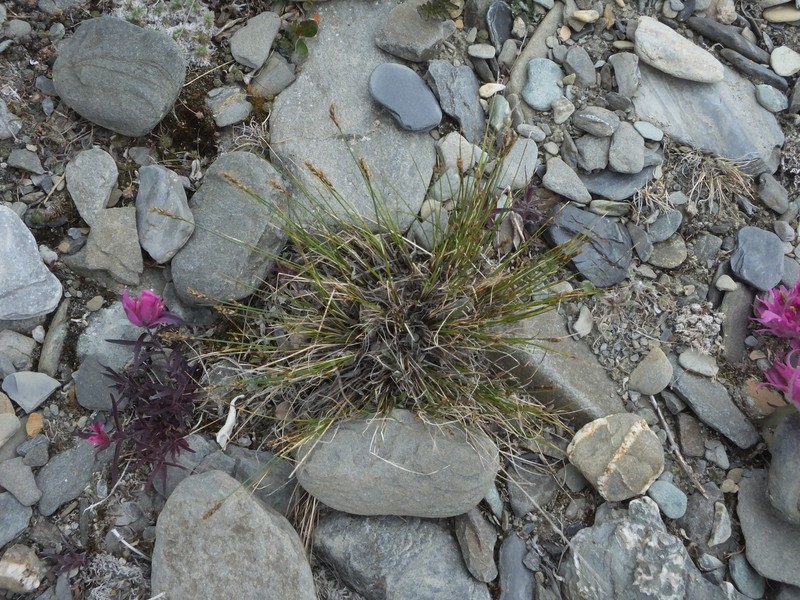 Carex nardina var. hepburnii photo 6