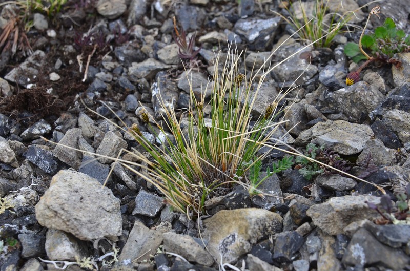 Carex nardina var. hepburnii photo 7
