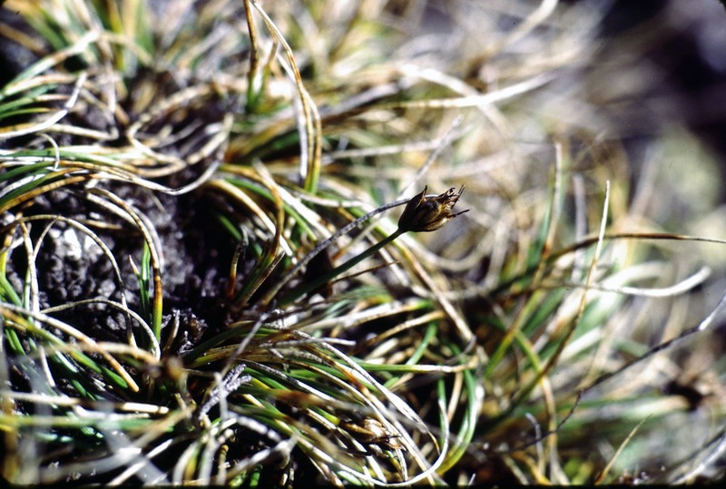 Carex nardina var. nardina