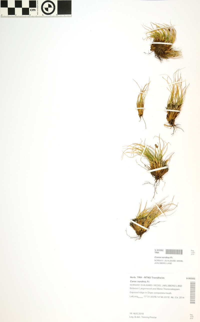 Carex nardina var. nardina photo 2
