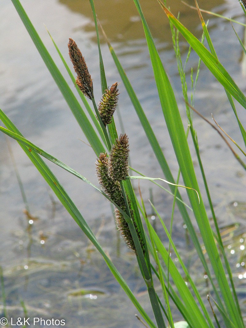 Nebraska Sedge photo 2