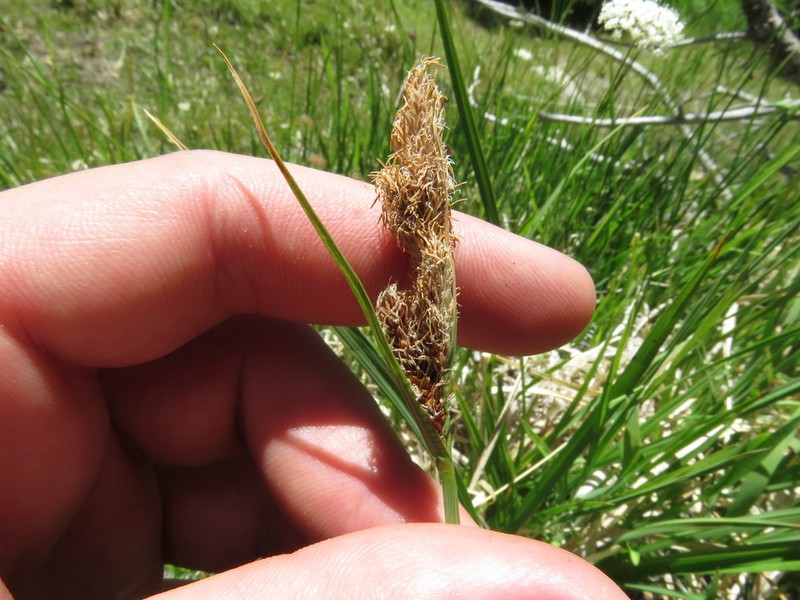Nebraska Sedge photo 3