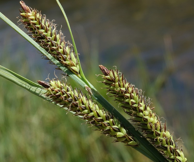 Nebraska Sedge photo 4