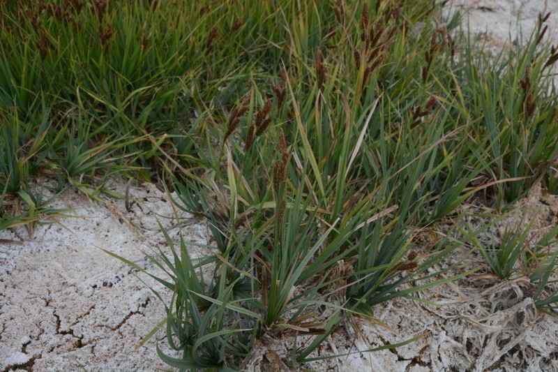 Nebraska Sedge photo 5
