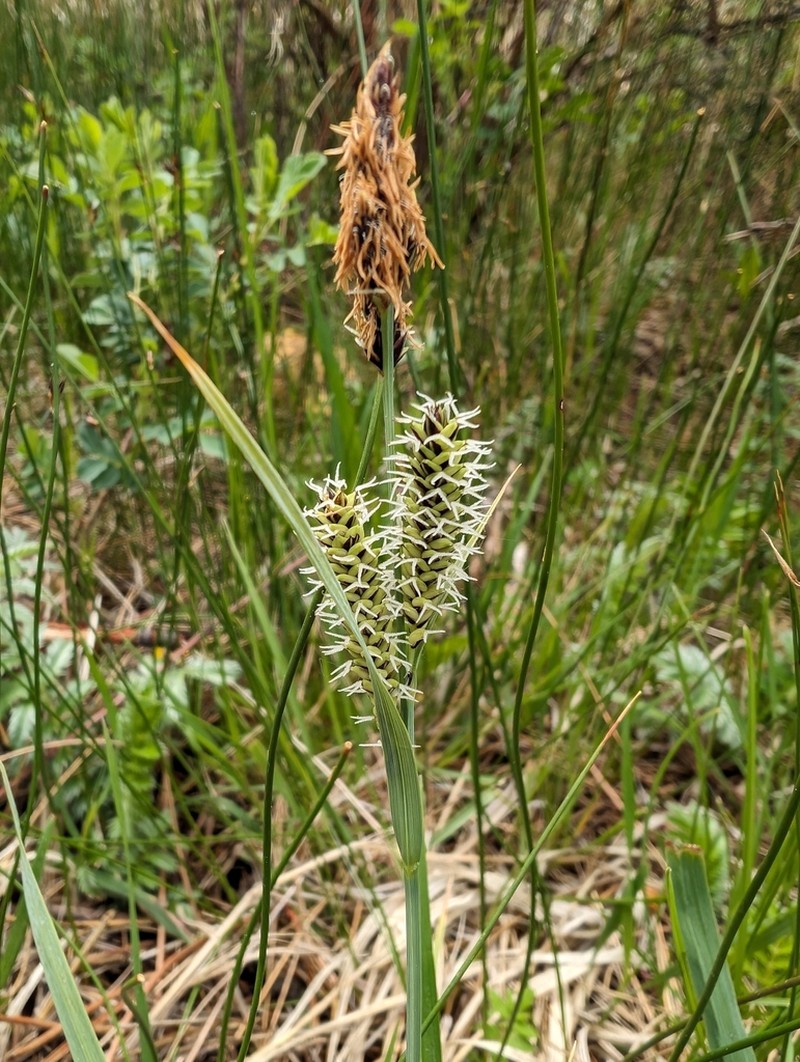 Nebraska Sedge photo 6