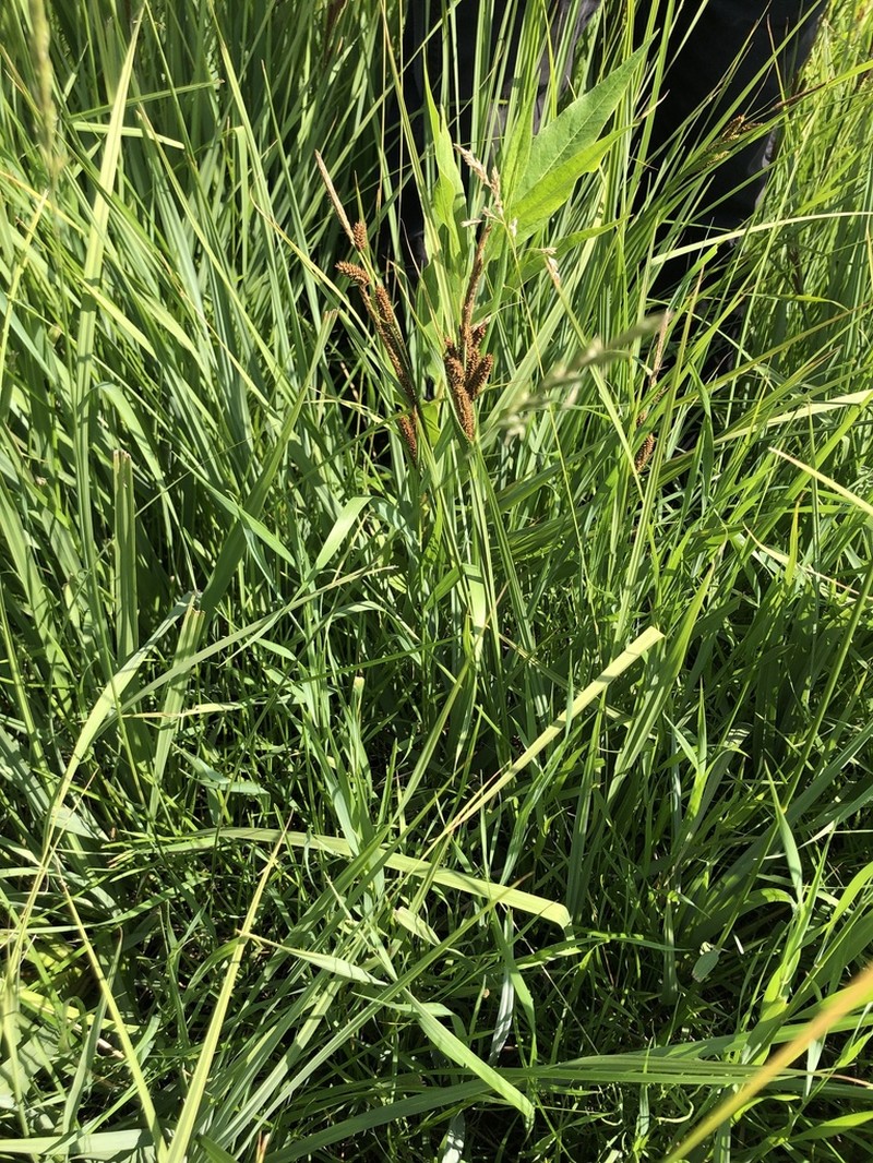 Nebraska Sedge photo 7