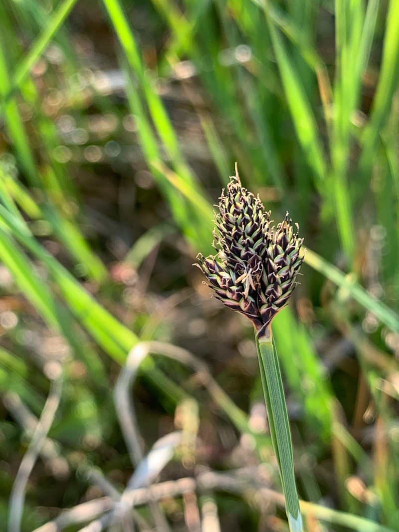 Nelson's Sedge photo 2