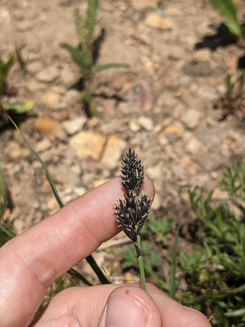 Nelson's Sedge photo 3