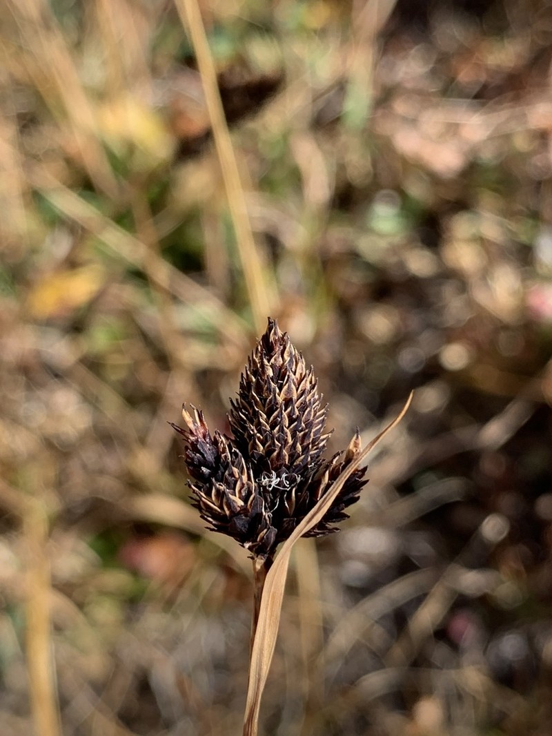 Nelson's Sedge photo 4