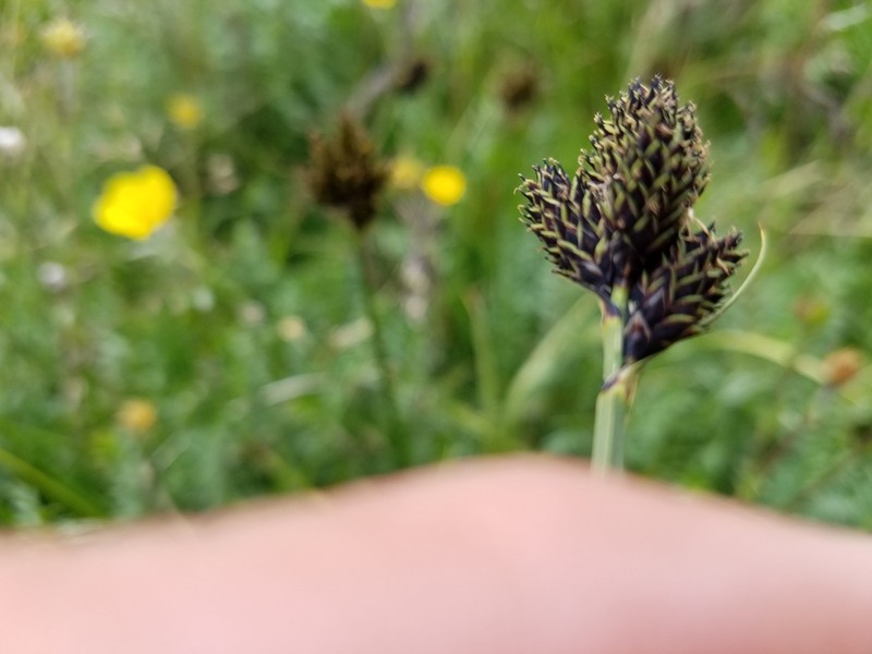 Nelson's Sedge photo 5