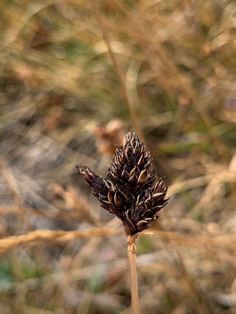 Nelson's Sedge photo 6