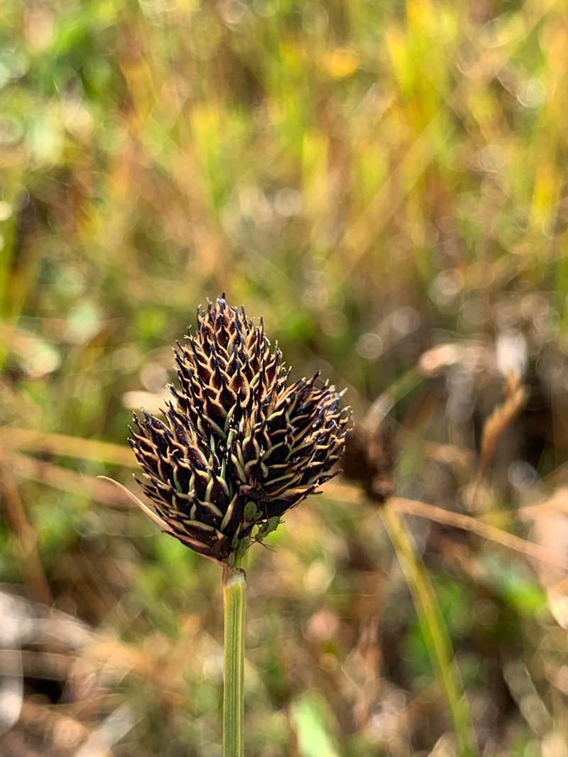 Nelson's Sedge photo 7