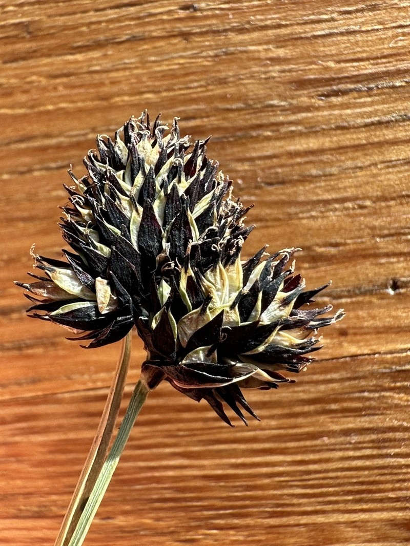 Nelson's Sedge photo 8