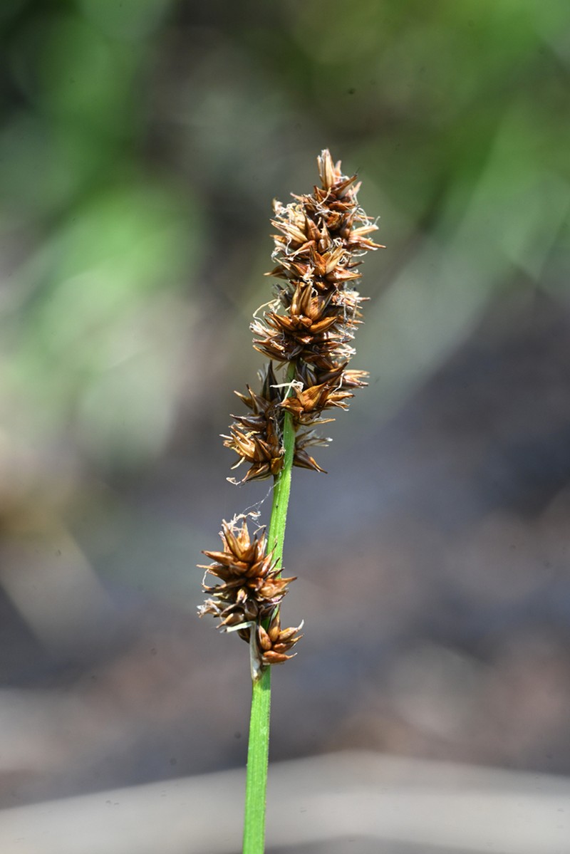 Sierra Sedge photo 4