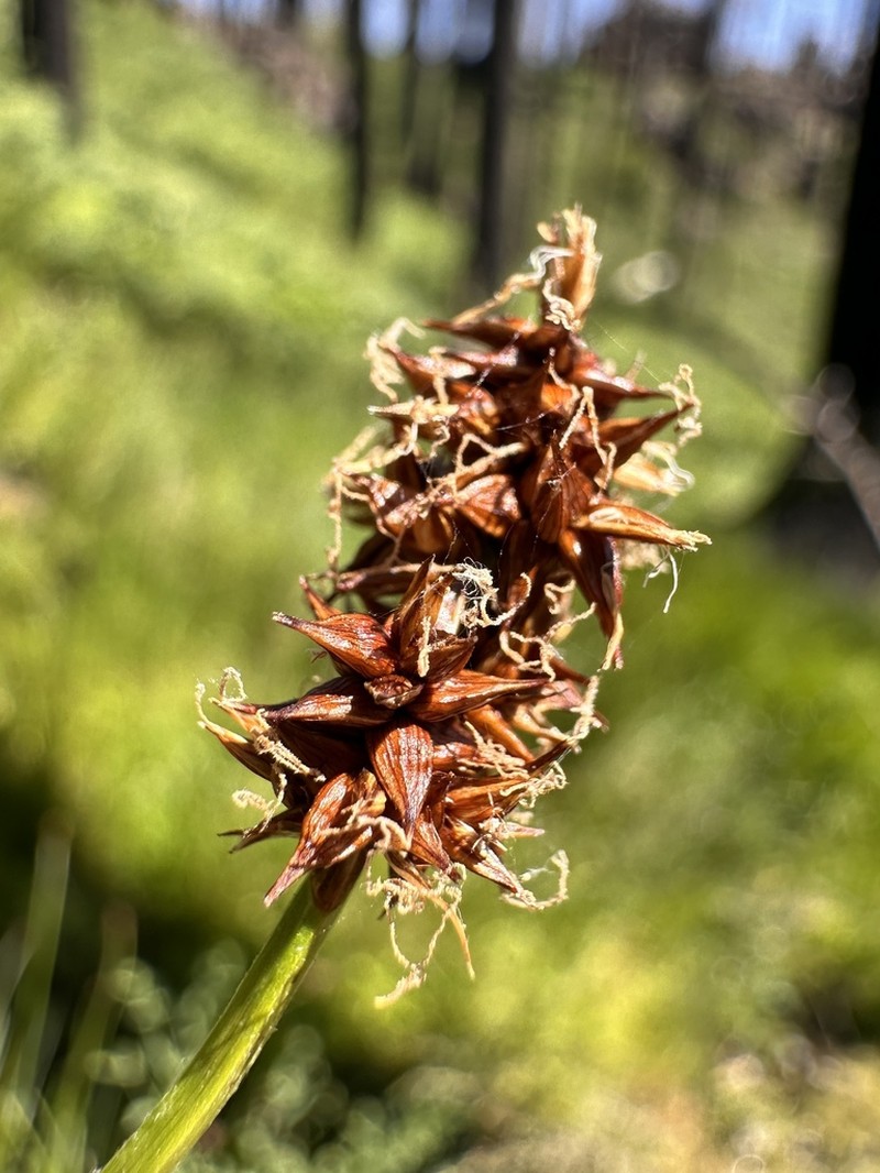 Sierra Sedge photo 6