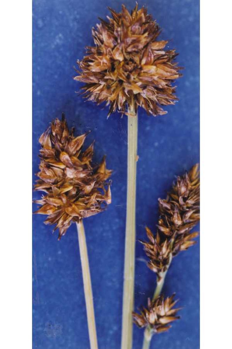 Alpine Nerve Sedge