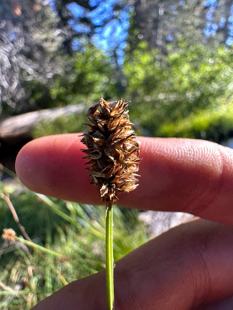 Alpine Nerve Sedge photo 3