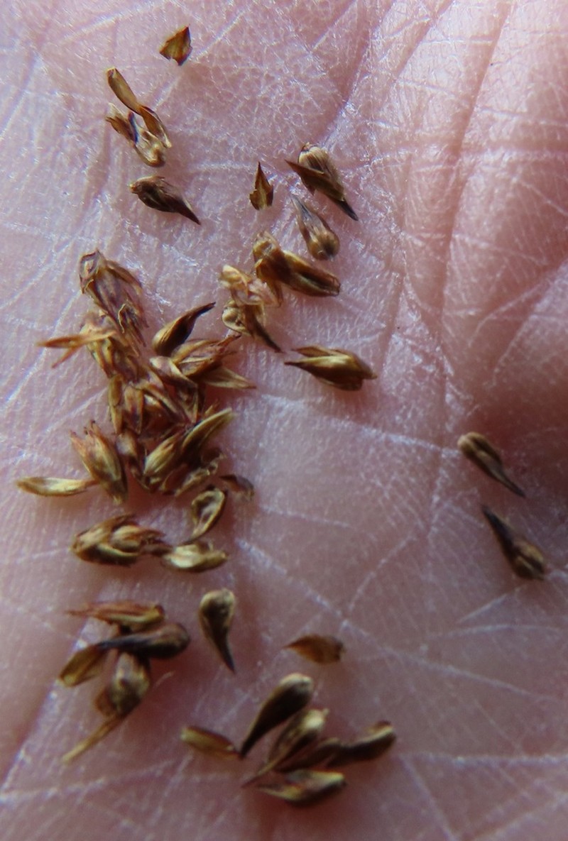 Alpine Nerve Sedge photo 4