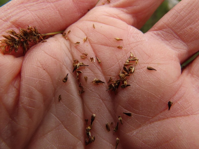 Alpine Nerve Sedge photo 5