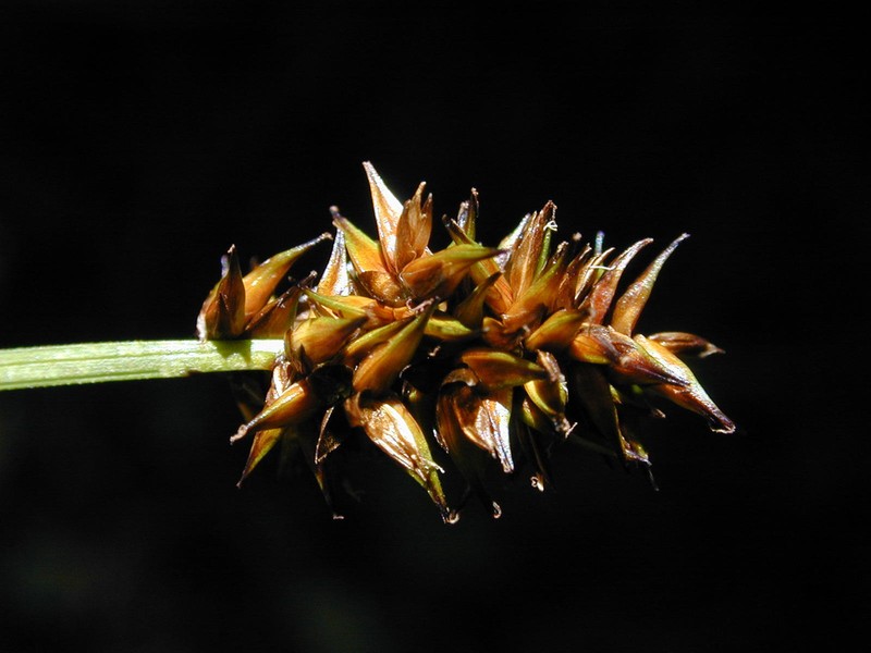 Alpine Nerve Sedge photo 6