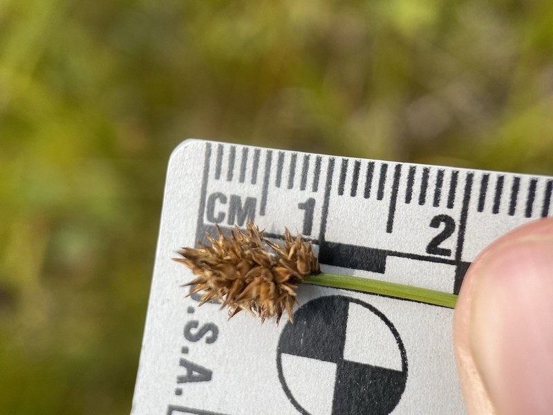 Alpine Nerve Sedge photo 7