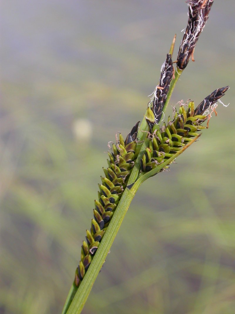 Smooth Black Sedge