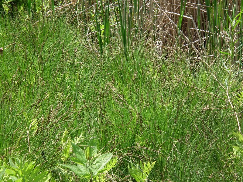 Smooth Black Sedge photo 2