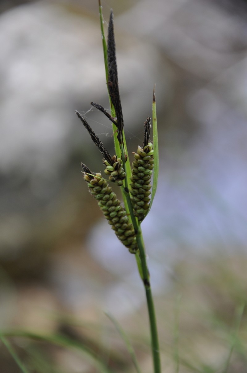 Smooth Black Sedge photo 4