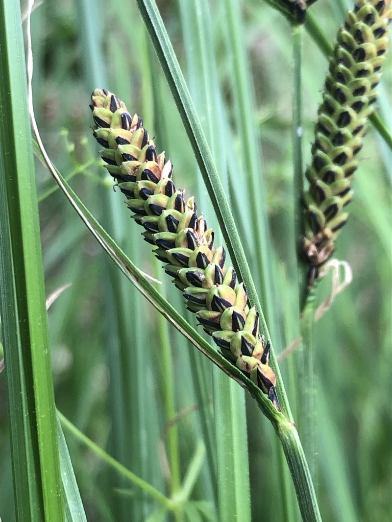 Smooth Black Sedge photo 5
