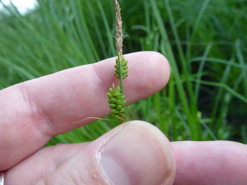 Smooth Black Sedge photo 6