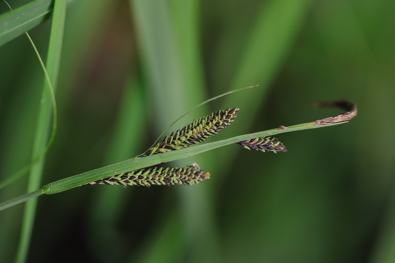 Smooth Black Sedge photo 7
